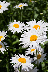 Image showing flower of the garden daisywheel