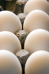 Image showing Close up on Eggs in a Carton