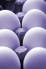 Image showing Close up on Eggs in a Carton