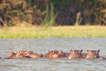 Image showing  hippopotamuses enjoying fresh water bath