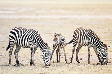 Image showing Herd of Plains Zebras