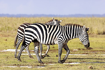 Image showing Plains Zebras