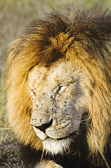 Image showing African lion  with flies swamp all over his face 