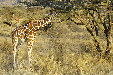 Image showing Somali Giraffes feeding in bush