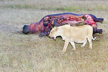 Image showing Lioness lick her mouth while passing hippo carcass