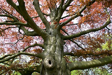 Image showing Beech tree-very old