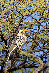 Image showing Red-billed hornbill