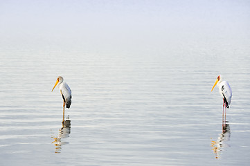 Image showing Yellow-billed storks