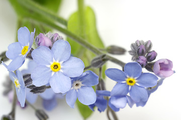 Image showing Forget-me-not