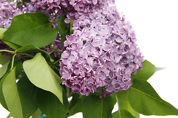 Image showing Syringa