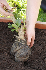 Image showing Gardening