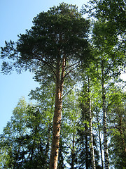 Image showing Pine