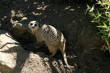 Image showing Meerkat