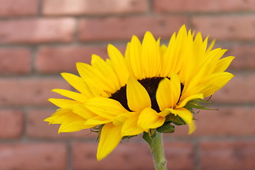 Image showing Sunflower