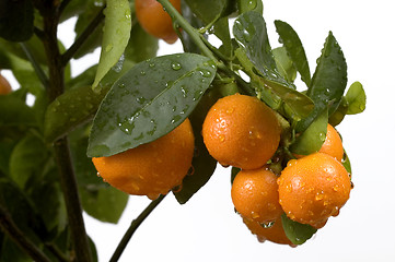 Image showing calamondin tree with fruit and leaves. orange fruit