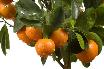 Image showing calamondin tree with fruit and leaves. orange fruit