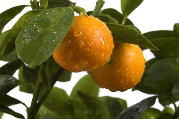 Image showing calamondin tree with fruit and leaves. orange fruit