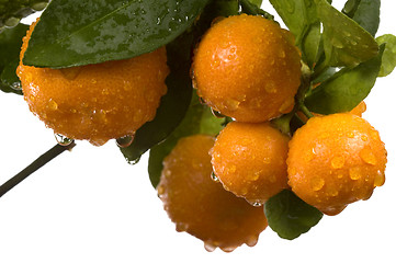 Image showing calamondin tree with fruit and leaves. orange fruit