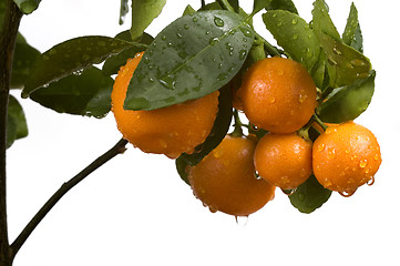 Image showing calamondin tree with fruit and leaves. orange fruit