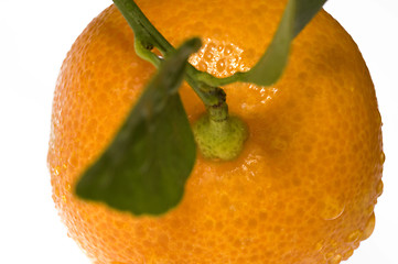 Image showing mandarin, calamondin