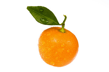 Image showing mandarin, calamondin