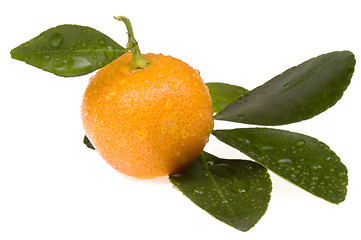 Image showing mandarin, calamondin