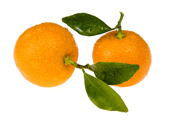 Image showing mandarin, calamondin