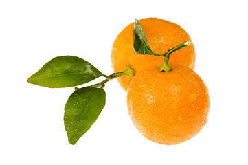 Image showing mandarin, calamondin