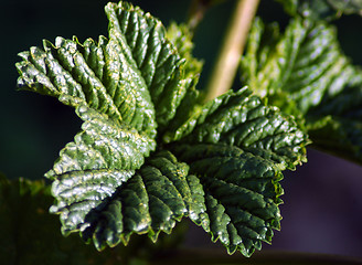 Image showing Green leaf