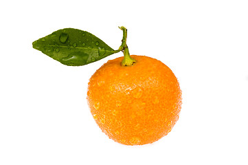 Image showing mandarin, calamondin