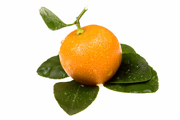 Image showing mandarin, calamondin