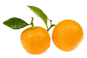 Image showing mandarin, calamondin