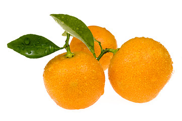 Image showing mandarin, calamondin