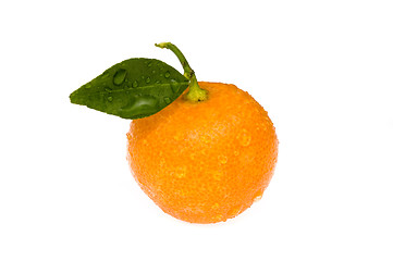 Image showing mandarin, calamondin