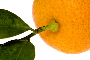 Image showing mandarin, calamondin