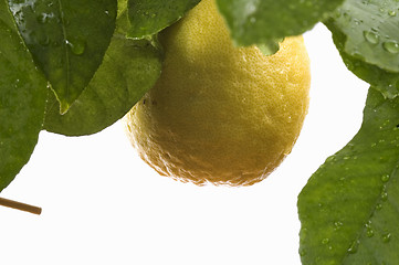 Image showing lemon tree with fruit and leaves