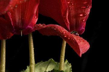 Image showing Extreme macro detail of a cyclamen flower