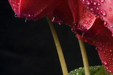 Image showing Extreme macro detail of a cyclamen flower