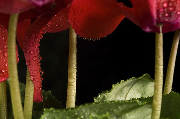 Image showing Extreme macro detail of a cyclamen flower