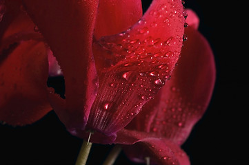 Image showing Extreme macro detail of a cyclamen flower