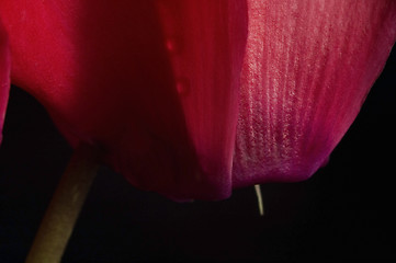 Image showing Extreme macro detail of a cyclamen flower