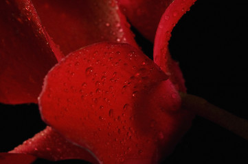 Image showing Extreme macro detail of a cyclamen flower