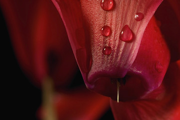 Image showing Extreme macro detail of a cyclamen flower