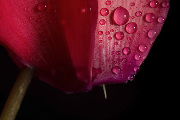 Image showing Extreme macro detail of a cyclamen flower