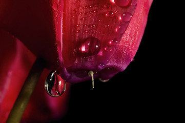 Image showing Extreme macro detail of a cyclamen flower