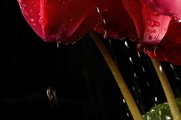 Image showing Extreme macro detail of a cyclamen flower