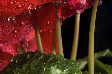 Image showing Extreme macro detail of a cyclamen flower