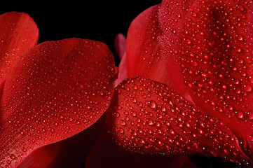 Image showing Extreme macro detail of a cyclamen flower