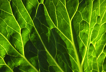 Image showing Sun lit leaf