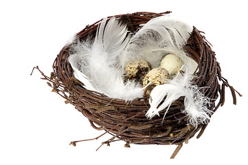 Image showing Nest with eggs and feathers